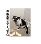 我が家のニャーたち（個別スタンプ：32）