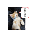 我が家のニャーたち（個別スタンプ：33）