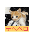 我が家のニャーたち（個別スタンプ：34）