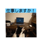 我が家のニャーたち（個別スタンプ：38）