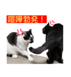 我が家のニャーたち（個別スタンプ：39）