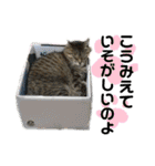 猫ちゃんほんわか励ましスタンプ（個別スタンプ：31）