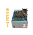 猫ちゃんほんわか励ましスタンプ（個別スタンプ：32）