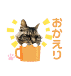 猫ちゃんほんわか励ましスタンプ（個別スタンプ：39）