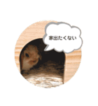 うさぎのこっぺ（個別スタンプ：7）