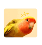 コザクラインコよもぎ♀4（個別スタンプ：1）