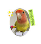 コザクラインコよもぎ♀4（個別スタンプ：2）