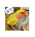 コザクラインコよもぎ♀4（個別スタンプ：4）