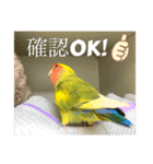 コザクラインコよもぎ♀4（個別スタンプ：6）