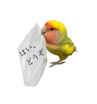コザクラインコよもぎ♀4（個別スタンプ：7）