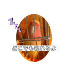 コザクラインコよもぎ♀4（個別スタンプ：8）
