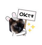 チョコ＆ミーちゃん（個別スタンプ：5）