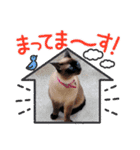 チョコ＆ミーちゃん（個別スタンプ：6）