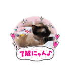 チョコ＆ミーちゃん（個別スタンプ：12）