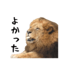 動く！ライオンと動物園の仲間たち（個別スタンプ：1）