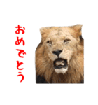 動く！ライオンと動物園の仲間たち（個別スタンプ：2）