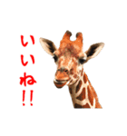 動く！ライオンと動物園の仲間たち（個別スタンプ：5）