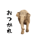 動く！ライオンと動物園の仲間たち（個別スタンプ：8）