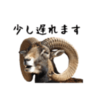 動く！ライオンと動物園の仲間たち（個別スタンプ：16）