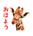 飛び出すミーム✨キリンと動物園の仲間たち（個別スタンプ：1）