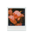 Polaroid of Rose Garden 01（個別スタンプ：1）