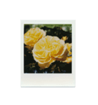 Polaroid of Rose Garden 01（個別スタンプ：2）