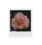 Polaroid of Rose Garden 01（個別スタンプ：3）