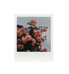 Polaroid of Rose Garden 01（個別スタンプ：4）