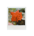 Polaroid of Rose Garden 01（個別スタンプ：5）