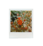 Polaroid of Rose Garden 01（個別スタンプ：6）