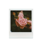 Polaroid of Rose Garden 01（個別スタンプ：7）