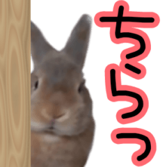 [LINEスタンプ] ミニウサギのポポタン♪の画像（メイン）