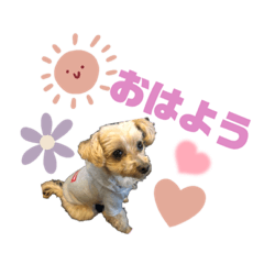 [LINEスタンプ] トイプードル ルルのスタンプ