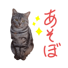 [LINEスタンプ] 花さんちの猫4