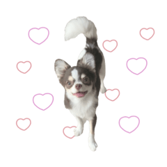 [LINEスタンプ] ♡しばぬま様
