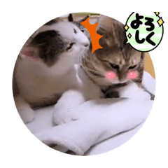 [LINEスタンプ] ガッシーねこーずの日常