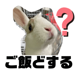 [LINEスタンプ] 使えるオールスター動物スタンプ