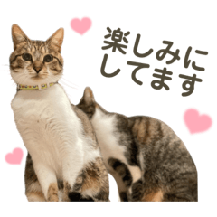 [LINEスタンプ] 猫ネコまみれ 日常会話の敬語バージョン