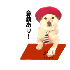 [LINEスタンプ] 柴犬のみんな