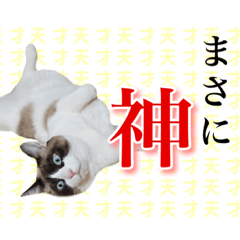 [LINEスタンプ] 高岡さん家の愉快な保護猫たちの画像（メイン）