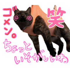 [LINEスタンプ] 猫のユルユルな日々