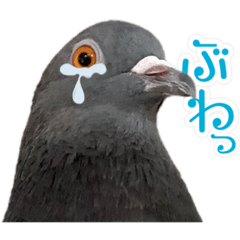 [LINEスタンプ] ぽPOっと鳩になれるスタンプ 1st