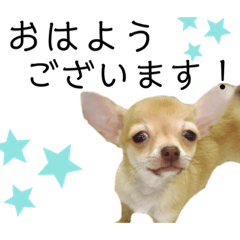 [LINEスタンプ] ちわわのコタローくん