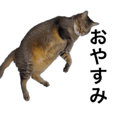 [LINEスタンプ] 小田家の猫