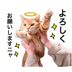 [LINEスタンプ] 石井家のモコ第三段