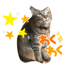 [LINEスタンプ] あんずちゃん 1