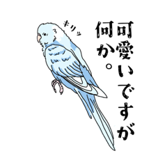 [LINEスタンプ] わがままインコのアクアくん