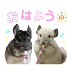 [LINEスタンプ] ベッカム＆ととの日常スタンプ♡