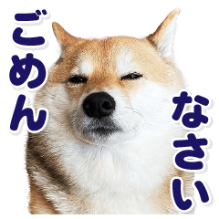 [LINEスタンプ] 柴犬こまめ（よく使う言葉 Vol.1）