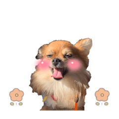 [LINEスタンプ] ぼく、りるくん。